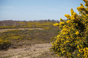 View of the Ashdown Forest in East Sussex on a sunny spring day