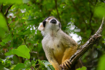 Common Squirrel Monkey Looking Up, Front.
