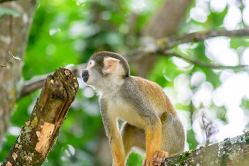 Common Squirrel Monkey Looking Up,Side