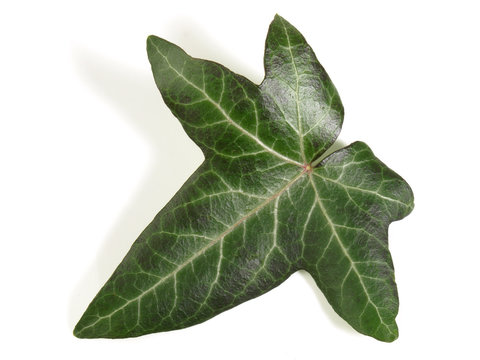 Single ivy leaf on white background