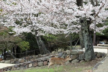 奈良公園　鹿と桜