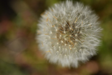 close up of a dandelion