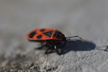 close up of a red insect