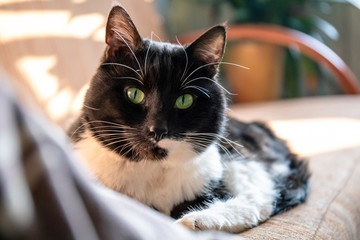 cute domestic black cat lies on a sofa