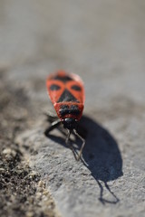 close up of a red insect
