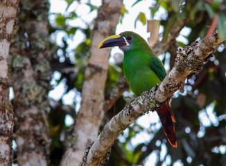 Fototapeta premium Emerald Toucanet (Aulacorhynchus prasinus) in middle of the forest