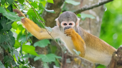 Common Squirrel Monkey Eating Facing Camera
