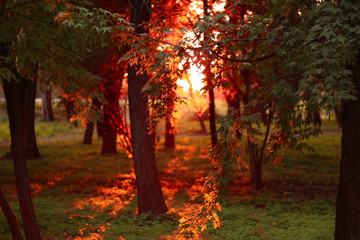 Sunset in the autumn park