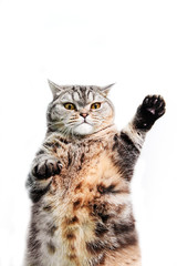 funny plump scotish stright cat
