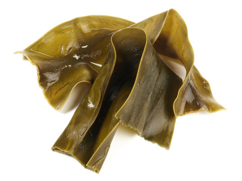 Soaked Kombu - Seaweed isoladet on white background