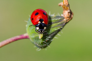 ladybug is eating aphids
