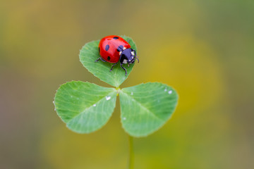 ladybug on four leaf clover