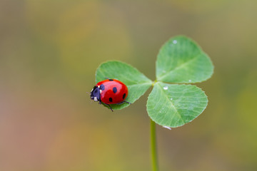ladybug on four leaf clover