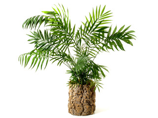 House Palm in a Cork Flower Pot isoladet on white background