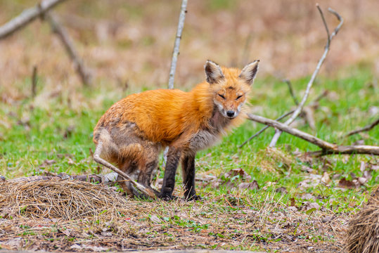 Sick red fox with mange in forest