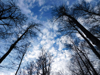 low angle with black trees in winter with fluffy white clouds in blue sky