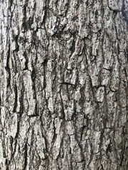 Fototapeta premium Hardwood tree back