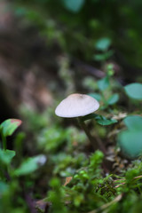 Wild mushroom growing in forest