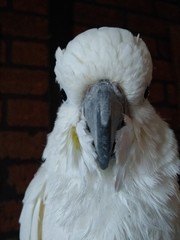 portrait of a bird