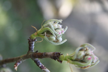Obraz premium White fresh apple tree bud fertile blossom