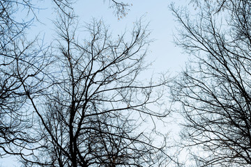 Spring and autumn leafless trees on a blue sky background. Seasonal dramatic concept. Structure and texture abstract shot. Look up beautiful view.