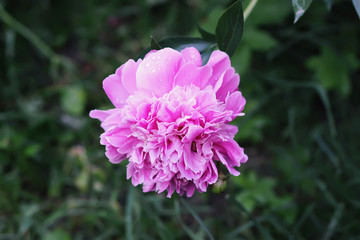 Pink peony fragrant beautiful flowers blooming in summer garden. Paeonia herbaceous perennial ornamental plant