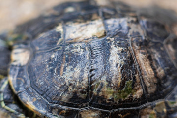 Red Eared Terrapin - Trachemys scripta elegans. Red eared slider turtle in the summer sunlight