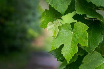 Fototapeta na wymiar Delicate young bright green leaves of Isabella wine grapes (Vitis labrusca or Fox grape) on blurred garden background. Natural light in garden. Selective focus. There is place for text