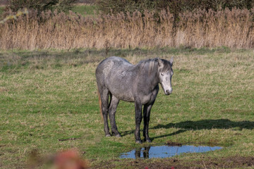 Obraz na płótnie Canvas Horse standing by a pool of water at Southease in East Sussex