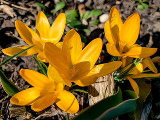 Gelbe Krokus Blüten, Schönheit der Wildblumen, blühen im Frühling