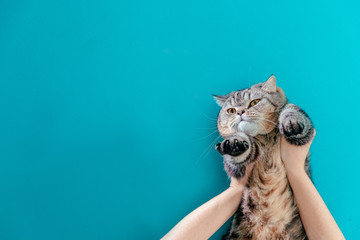 funny plump scotish stright cat