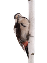 woodpecker sits on a tree branch isolated on a white background.
