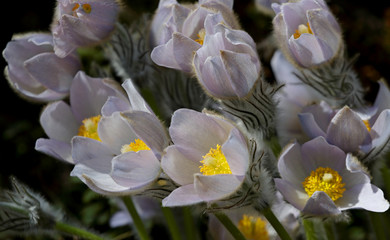Obraz premium Protected and rare flower Pulsatilla patens and its hybrids with pulsatilla vernalis blooming in certain area of southern Finlands forest in early spring