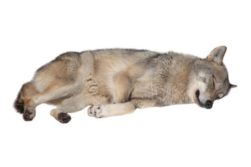 Sleeping wolf isolated on a white background.