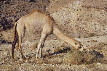 Camel  eating  grass in desert.