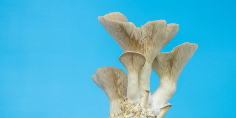 fresh royal oyster mushrooms for cooking vegetarian foods with a large amount of protein