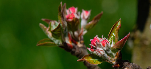 bouton de fleurs de pommiers