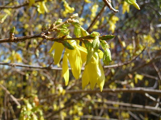 Forsythia