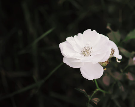 Beautiful white rose flower blooming in summer garden,