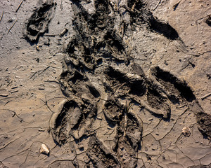 cracks on the surface of drying sludge and traces of human feet.