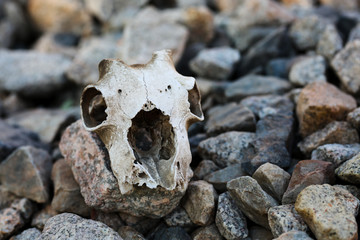 authentic animal skull on stones