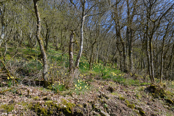 blooming wild daffodils in the forest of Lellingen in Luxembourg