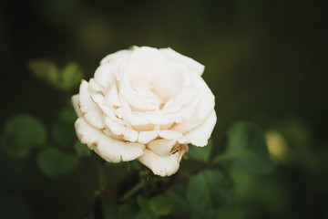 Beautiful white rose flower blooming in summer garden,