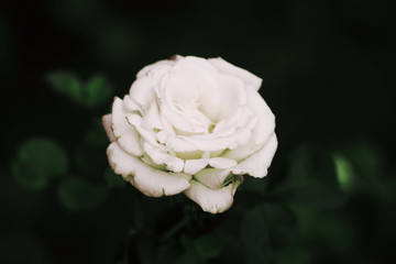 Beautiful white rose flower blooming in summer garden,