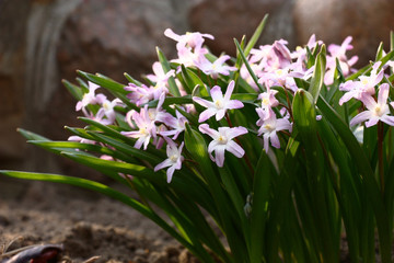 End of spring sunny day. Among green leaves there is a large amount of white-pink flowers of a chionodoxa.