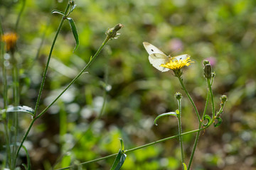 Southern Small White.(pieris mannii) Butterfly in Sigishoura Romania © philipbird123
