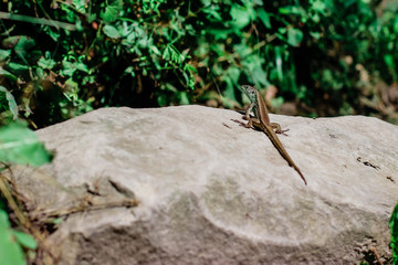 gray-green lizard sits on a stone on a sunny summer day