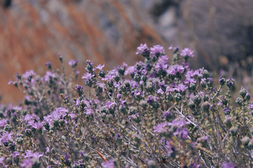 Close up of beautiful grass flower in soft pink purple romance background