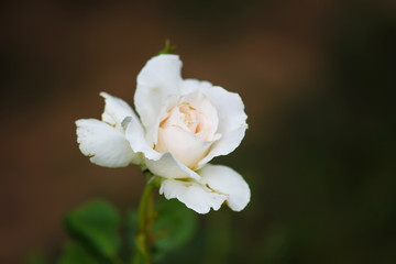Beautiful white rose flower blooming in summer garden,