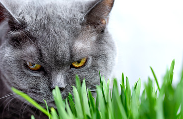 British adult cat eating grass on white background.